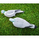 Pigeon decoy 5 pack Fully Flocked