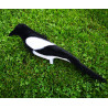 Magpie Fully Flocked