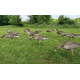 Greylag geese fullbody flock 12 pack