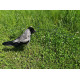 Holder pigeon/crow 5 pack