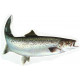 Decal Seatrout 33 cm