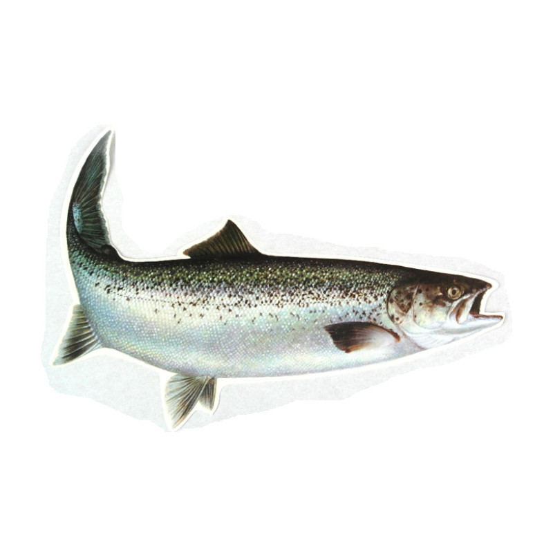 Decal Seatrout 33 cm