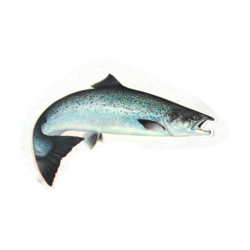 Car Decal Salmon 20,5 cm