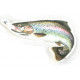 Car decal Rainbow trout 14 cm